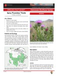 Spiny Plumeless Thistle Carduus acanthoides